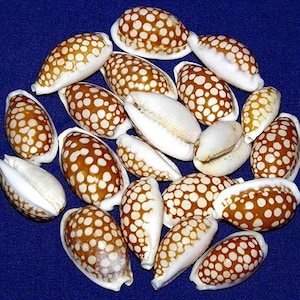 Cypraea Cribraria - Cribraula Sieve Cowrie Seashell ~22/24mm.~(3/4") F+++ Specimen Quality (1 Shell)