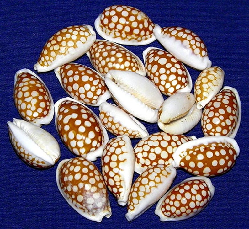 Cypraea Cribraria Cribraula Sieve Cowrie Seashell 22/24mm.3/4 F Specimen Quality 1 Shell image 1