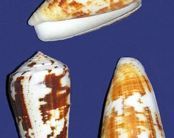 Conus Magus Cone Shell (1-1/2"-2") Craft Seashells  (2 Shells)