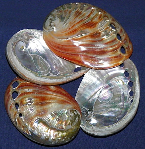Natural Red Abalone Half Shells~3/"~Seashell Craft Supply~ 3 Shells
