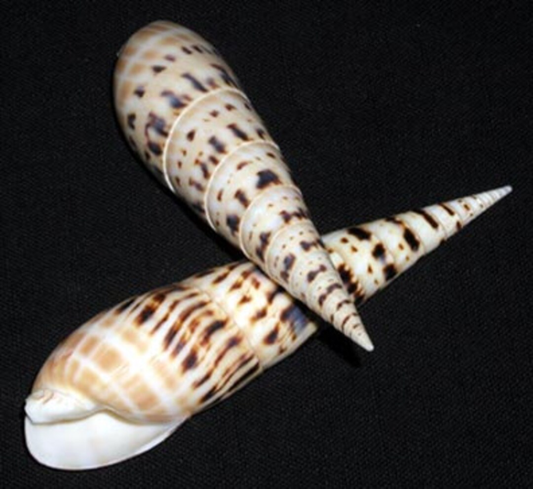 Polished Marlin Spike Auger Shell ~ Terebra Maculata 5