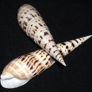 May include: Two brown and white seashells with a spiral pattern. The shells are pointed at one end and rounded at the other.