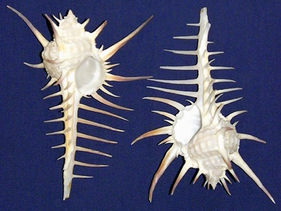 Thorny Oyster Spondylus Imperialis Pr Shell 2/"-2-1//2/" ~ 1 Paired Shell