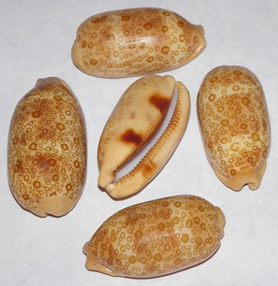 タカラガイ、貝殻 タカラガイ・ブック<改訂版>/池田等 - 販売書籍｜TSUTAYA レンタル