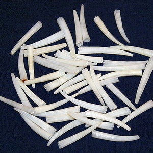 May include: A collection of white, slender, seashells with a slightly pointed tip. The shells are arranged in a random pattern on a dark blue background.