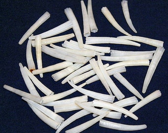 White Tusk Shells ~ Dentalium aprinum ~ Craft/Jewelry Seashell Supply ~ (1/2"+)  (150 GOOD SHELLS)