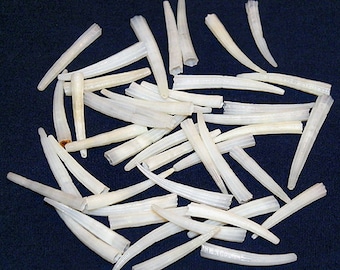 White Tusk Shells Dentalium Aprinum Craft/jewelry Seashell Supply 1/2 150  GOOD SHELLS - Etsy Sweden