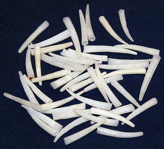Dentalium, White Dentalium, White
