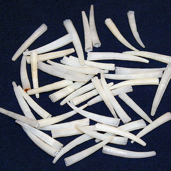 White Tusk Shells ~ Dentalium aprinum ~ Craft/Jewelry Seashell Supply ~ (1/2"+)  (150 GOOD SHELLS)