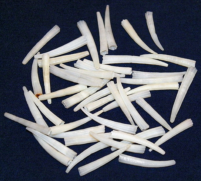 White Tusk Shells Dentalium aprinum Craft Jewelry Seashell Supply 1 2