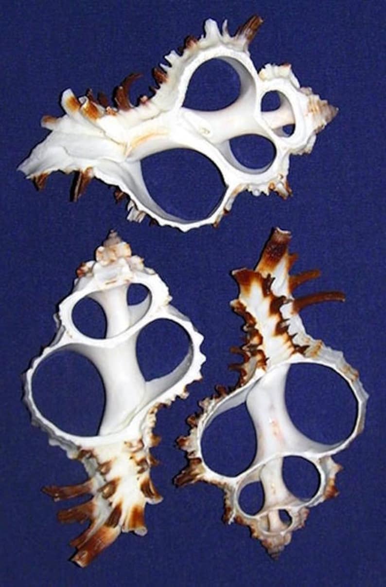 Murex Endivia Center Cut Sliced Shells 2