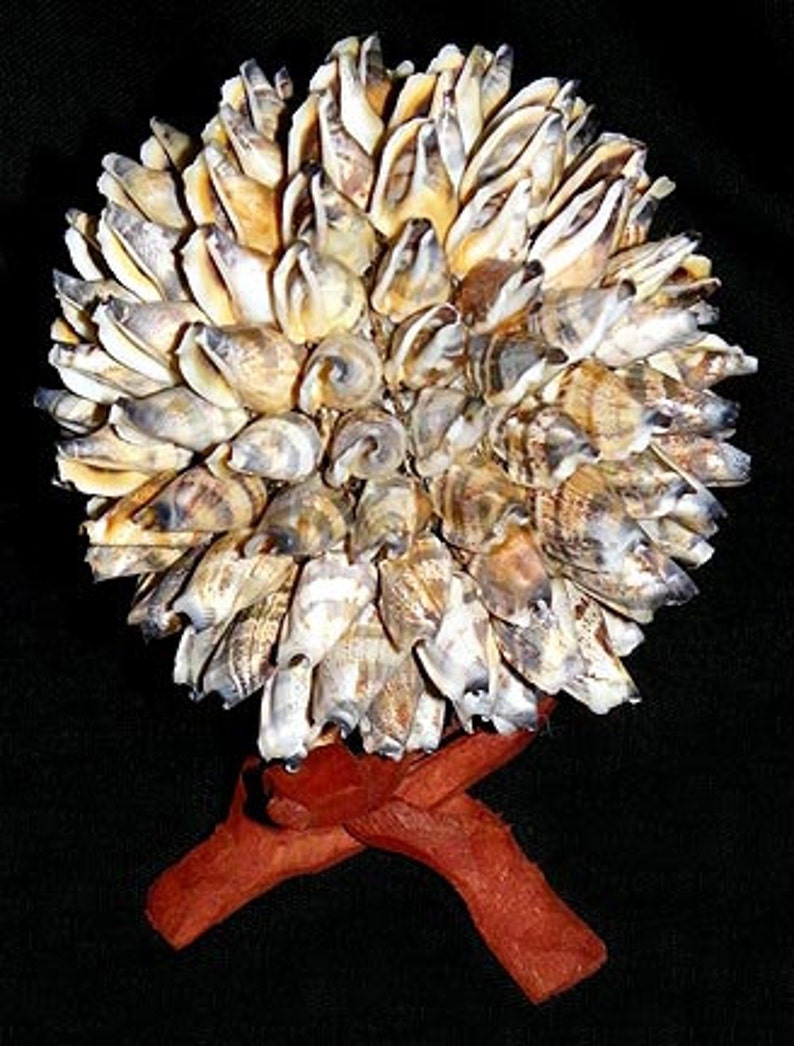 Decorative Shell Balls 4 A Bubble B Chula C Etsy Canada