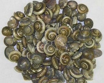 Black Umbonium (India) Craft Seashells ~ (Approximately 500 Shells) 1/4"-1/2" Per 1/2lb.