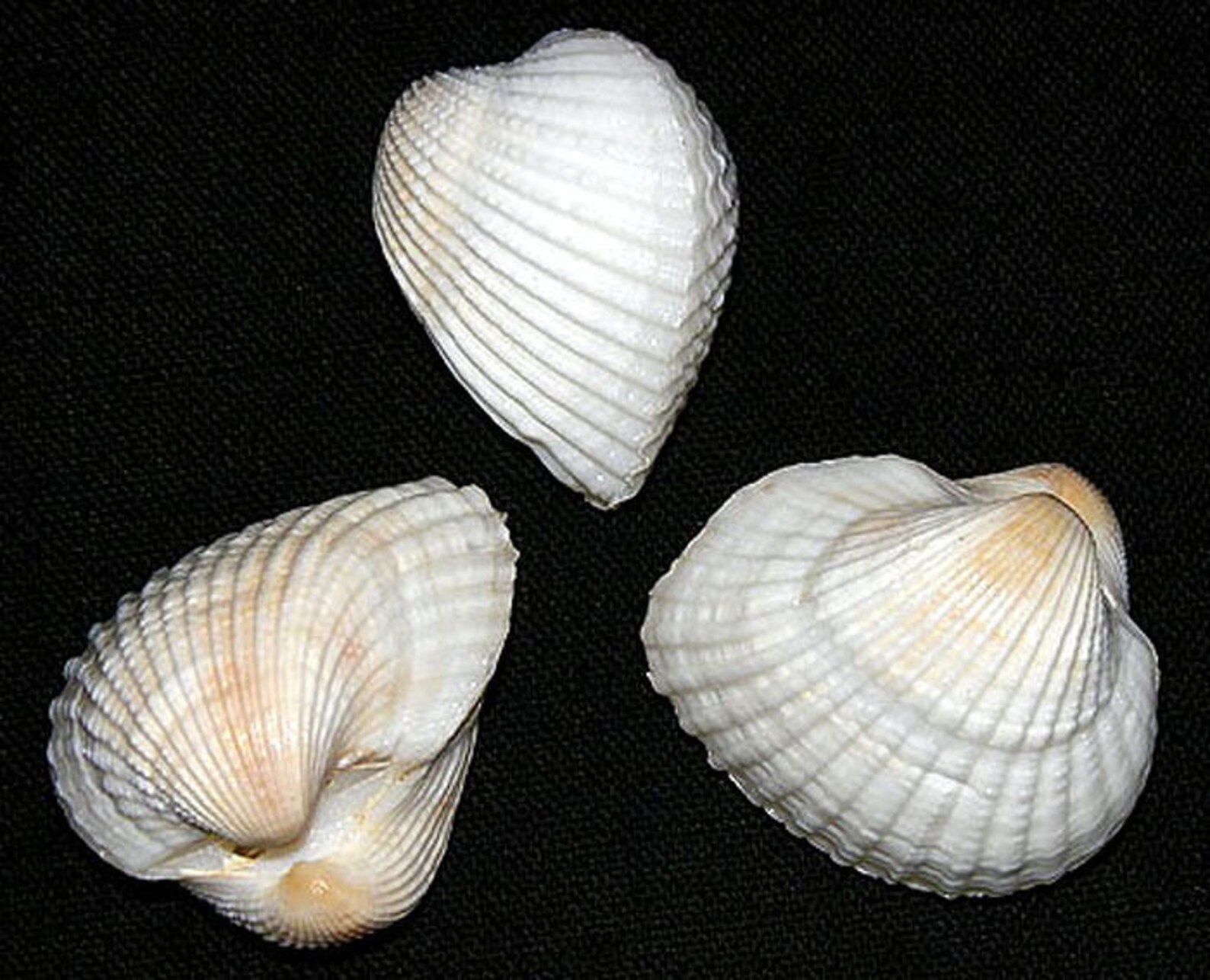 Many Ribbed Ark Shell White Ribbed Andara Granosa Ark Clam Glued Pair Craft Shells- 1-1/2