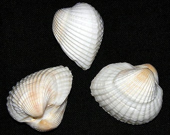 White Ribbed Andara Granosa Ark Clam Glued Pair Craft Shells- 1-1/2"-2" Seashells  (1 Shell) BULK~ WHOLESALE~ PRICING ~ (Bag of 6 (5.00)