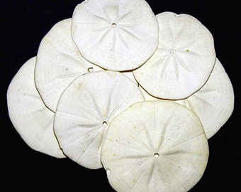 Philippine Flower Sand Dollar 1-1/2"-2"  (2 Sand Dollars)