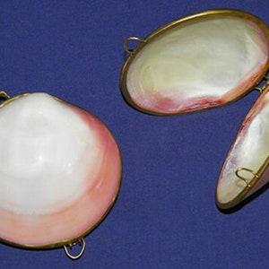 Real Seashell Trinket, Coin, Pill, Jewelry Box or Purse ~  Available in (10) Shell Unique Decorative Selections.