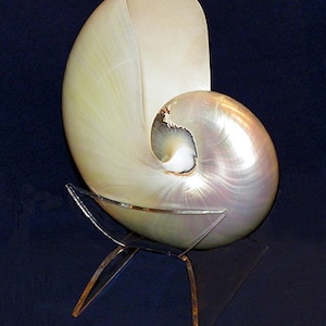 Chambered Polished Pearl Nautilus Pompilius Seashell 5" With Clear Lucite Cup Display Stand~Securely Holds Shell in a Natural Position~