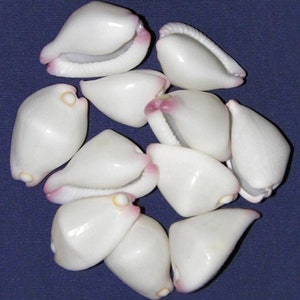 May include: A collection of white cone-shaped seashells with pink and beige accents. The shells are smooth and glossy, arranged in a circular pattern against a dark blue background. These shells are a natural coastal decor item.
