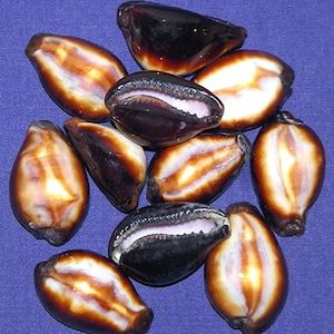 Cypraea Onyx kauri kauri (1-1/4&quot;-1-1/2&quot;) schelpen (2 schelpen)