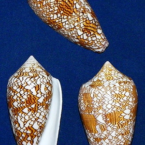 May include: Three cone shells with a white and brown patterned design. The shells are arranged in a row on a blue background.