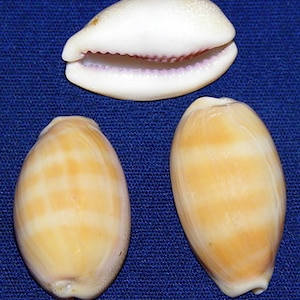 Cypraea Lyncina Carneola Cowry Seashell (19.6mm.-21.4mm.) (7/8&quot;-1&quot;) Specimen Collector Seashell (1 Shell)