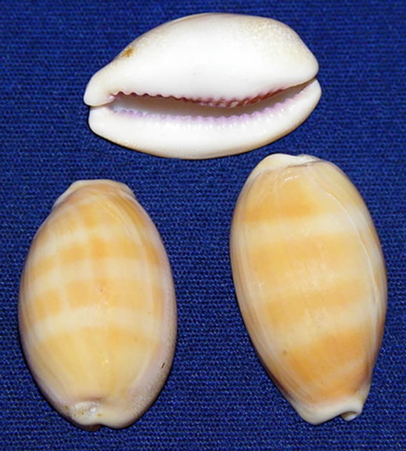 Cypraea Lyncina Carneola Cowry Seashell 19.6mm.21.4mm. 7/81 Specimen Collector Seashell 1 Shell image 1