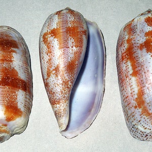 Può includere: Tre conchiglie coniche con un motivo di colore bianco, marrone e viola. Le conchiglie sono lisce e hanno una finitura lucida.
