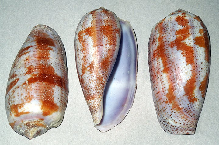 Conus Geographus ~ Cone Seashell Approx. 1-3/4