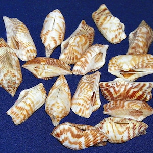 Arca navicularis ~ Paired Turkey Wing Clam Shell (20mm.-30mm.) (3/4&quot;-1&quot;) F+++ Specimen Collector Shel (1 Shell)