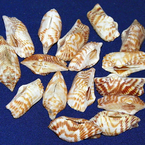 Arca navicularis ~ Paired Turkey Wing Clam Shell (20mm.-30mm.) (3/4"-1") F+++ Specimen Collector Shel (1 Shell)