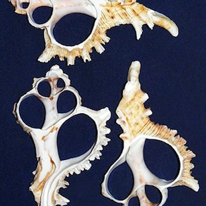 May include: Three intricately shaped seashells with a cream and tan color scheme are displayed against a dark blue background. The shells have multiple openings and textured edges, showcasing natural patterns and forms. These unique shells are perfect for coastal decor.