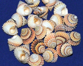 tectarius Coronatus ~ Immergrün Muschel ~ (1/2&quot;-3/4&quot;) Muscheln Craft Seashells (5 Muscheln)