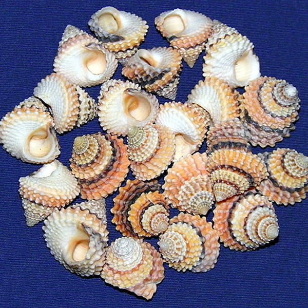 Tectarius Coronatus ~ Periwinkle Shell~  (1/2"-3/4") Craft Seashells (5 Shells)