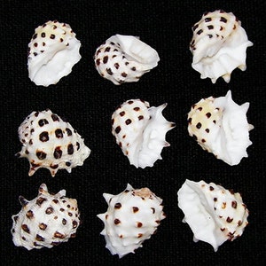 May include: Nine white seashells with brown spots. The shells are arranged in three rows of three. The shells are on a black background.