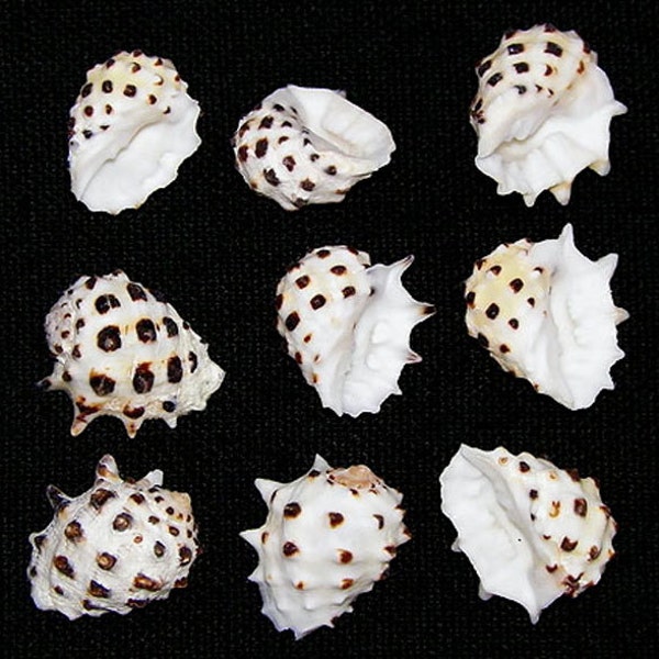 Pacific Spotted Drupa 3/4". Drupa ricinus ~ Craft/Jewelry Sea Shell Supply~ (5 Shells) WHOLESALE~ PRICING ~ (Bag of 50 (6.00)