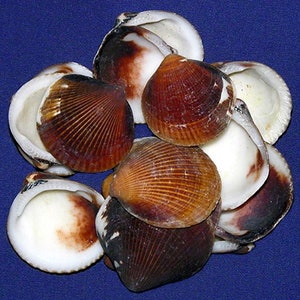 Op de afbeelding: Een groep van 10 bruine en witte schelpen met een geribbelde textuur. De schelpen zijn in een cirkelvormige opstelling op een blauwe achtergrond.