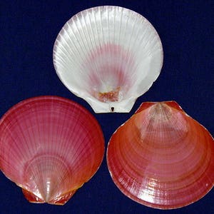 May include: Three scallop shells, one white with pink edges, and two pink with white edges.