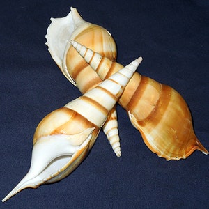 Puede incluir: Tres conchas con un patrón de rayas marrones y blancas. Las conchas están dispuestas en forma de cruz.