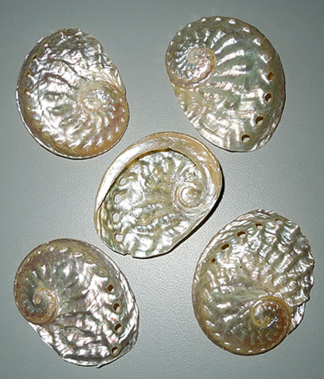 Abalone Haliotis Ovina Half Shell ~ Polished Semi-gold Hue~ 1-3/4