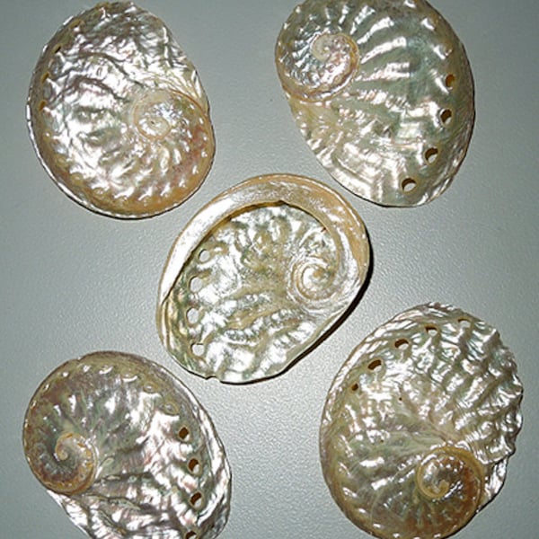 Abalone Haliotis Ovina Half Shell ~ Polished Semi-Gold Hue~ 1-3/4"-2-1/4"~ Craft Seashell Supply~ (1 Shell)
