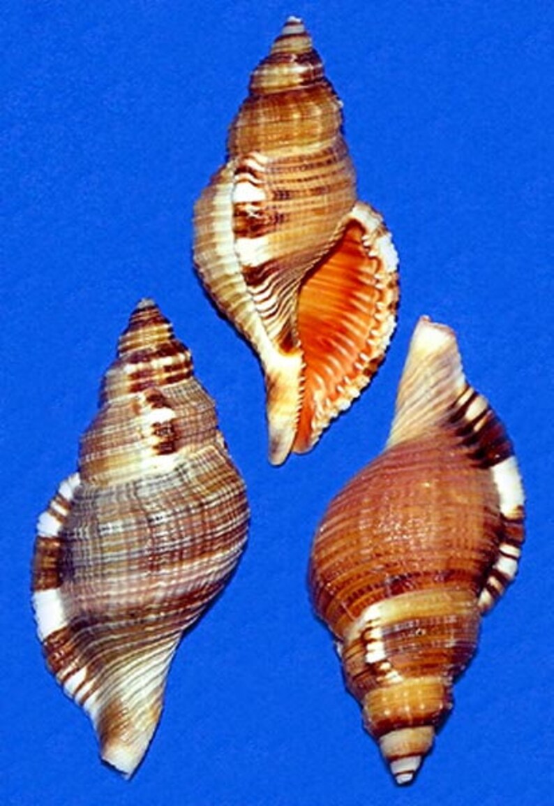 Cymatium pileare Hairy Triton Shells23Craft Seashells1 Shell image 1