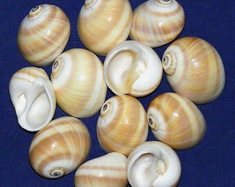 Natica Vitellus Moon Snail Shells  1-1/2"-2" (5 Shells)