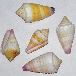 Conus floridulus ~ Cone Shell ~ Approx. (1"/30mm.) F+++ Specimen Collector Shell. Each