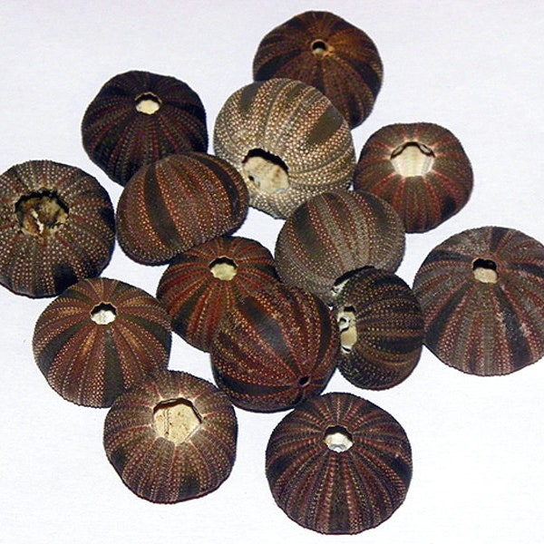 Tuxedo Sea Urchin  ~ Mespilia globulus ~ 25mm.-30mm.  (1"-1-1/8") (1 Shell)