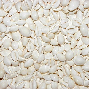 Cypraea Annulus ~ White Cowrie Cowry Craft Seashells Approx. (150) 3/4"-1" Shells Per 1/2 LB.