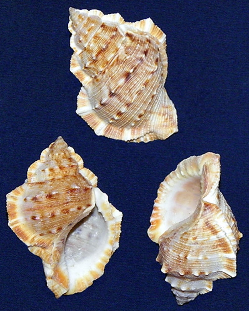 Bursa Foliata Frog Shells 221/2 Craft Seashell Etsy