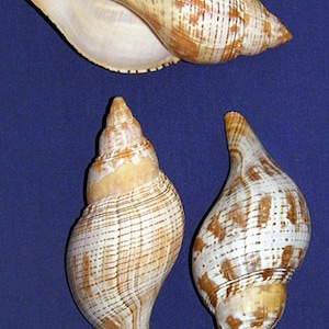 Echte Tulpe Fasciolaria Tulipa Muscheln ~ 2 "-2-1 / 2" ~ Muschel Handwerk (2 Muscheln)