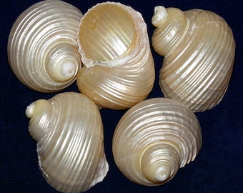 Turbo Setosus Pearled Seashells (1-3/4"-2-1/4") (1 Shell)