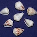 see more listings in the *Cones/Conus/Specimens section